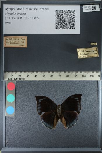 Media type: image;   Entomology 166976
